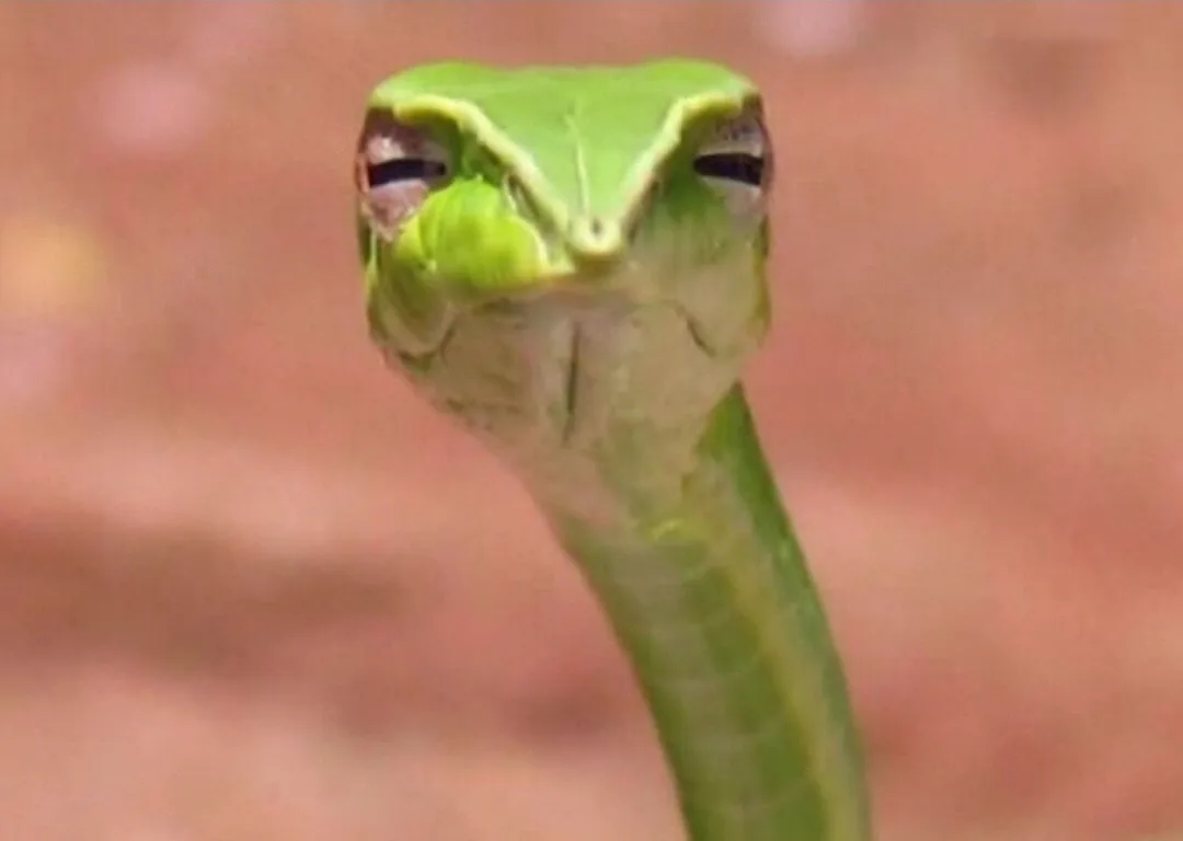 Suspicious snake meme template