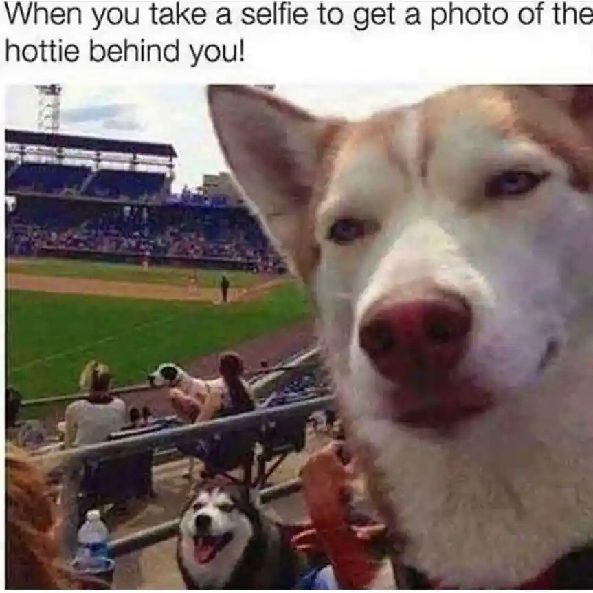 Husky selfie meme snap pic hottie behind