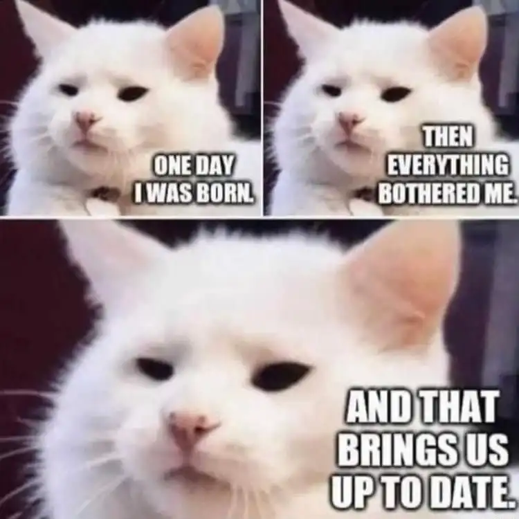 Annoyed cat meme recalling boring life events