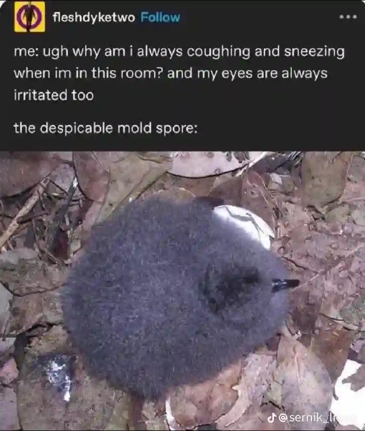 Despicable mold spore meme fluffy round baby bird