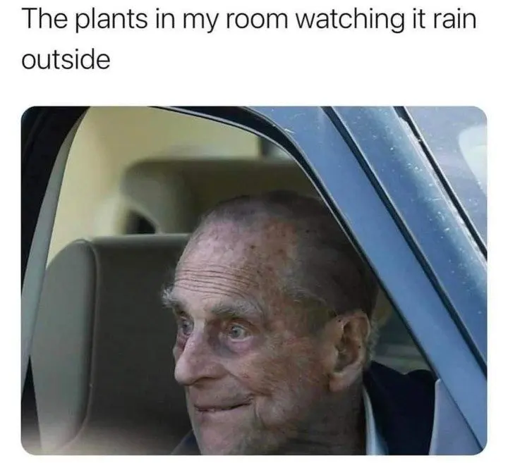 House plants watching rain meme looking happily outside
