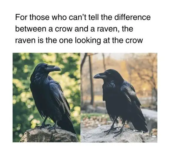 Crow and raven meme raven looks at the crow