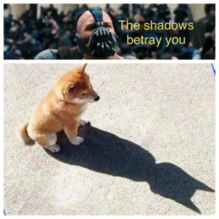 Bane Shiba shadow meme The shadows betray you