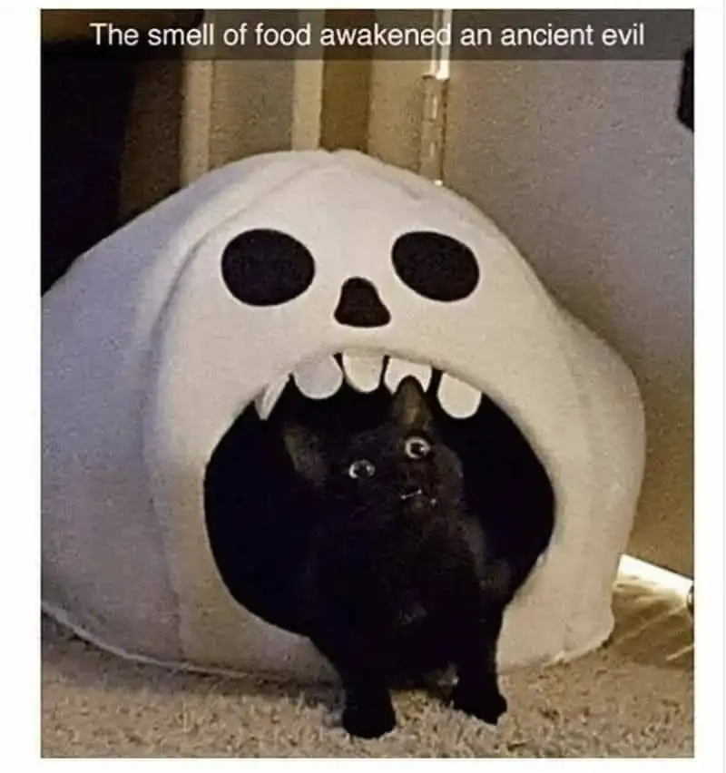 Old evil black cat meme woken by food smell
