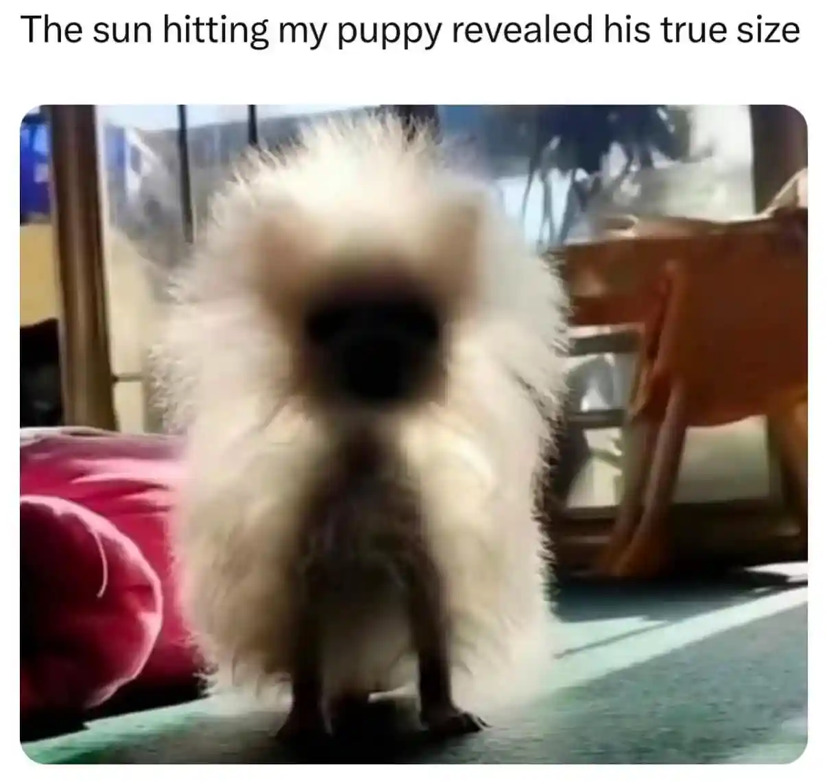 Puppy meme sun hit reveal true size