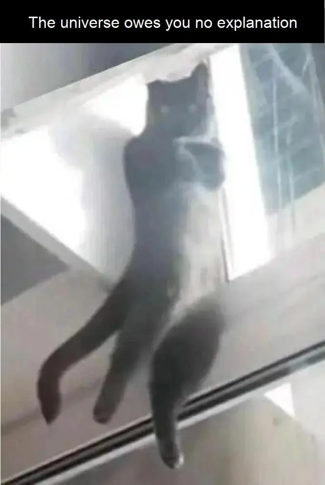 Cat on glass table meme unapologetically staring at you
