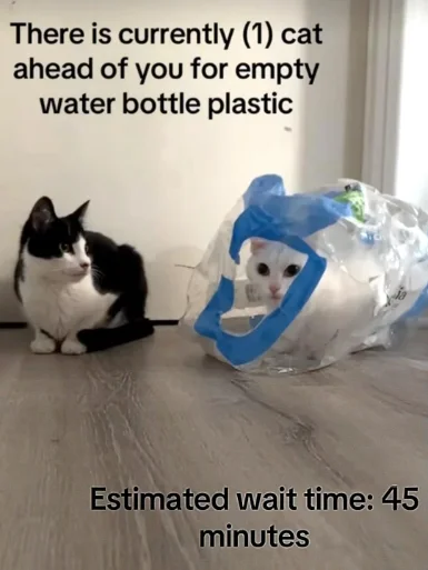 Cat plastic bag queue meme waiting 45 minutes