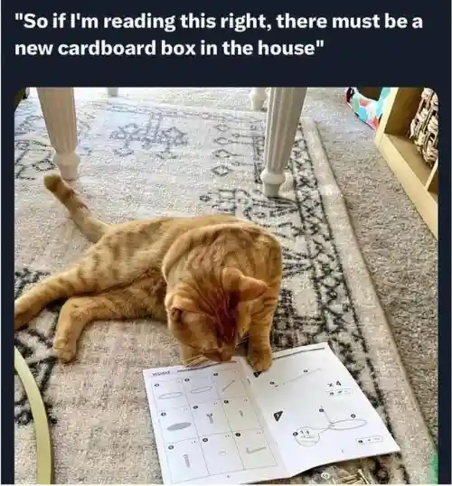 Cat reading manual meme expecting new cardboard box in house