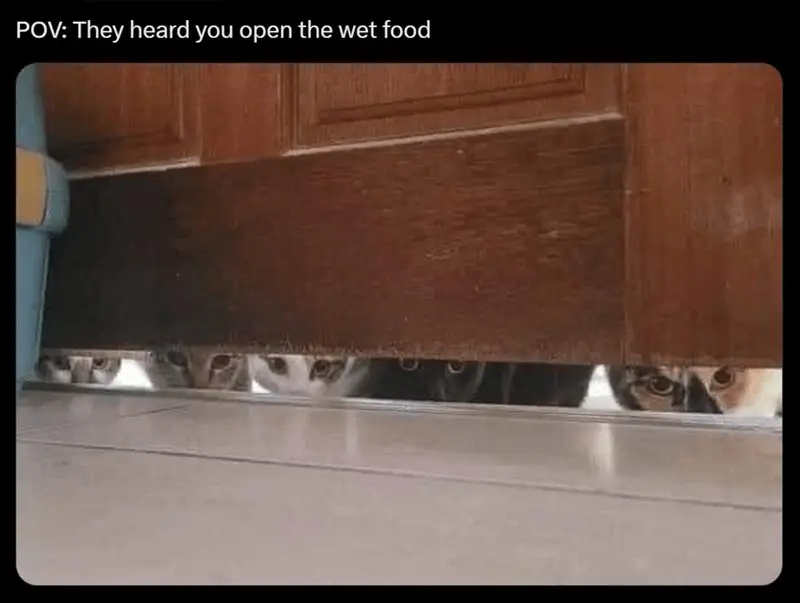 Cats under door meme waiting for wet food