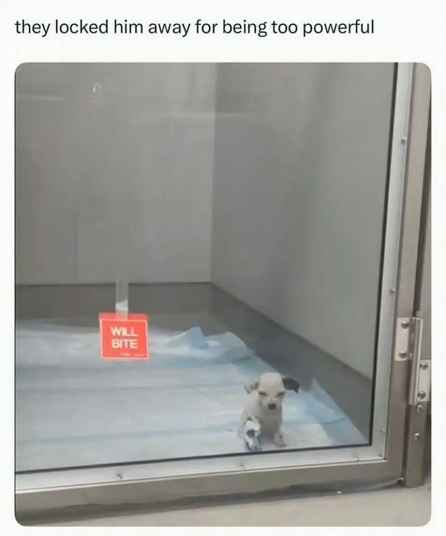 Tiny puppy meme locked in kennel will bite
