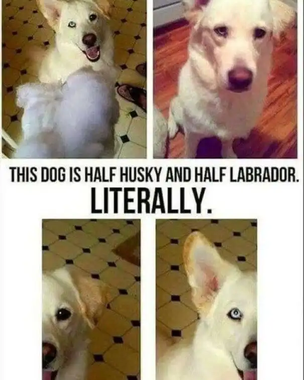 Half husky labrador meme split dog traits