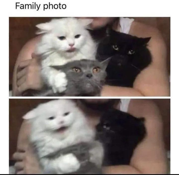 Three cats family photo meme grey cat gone