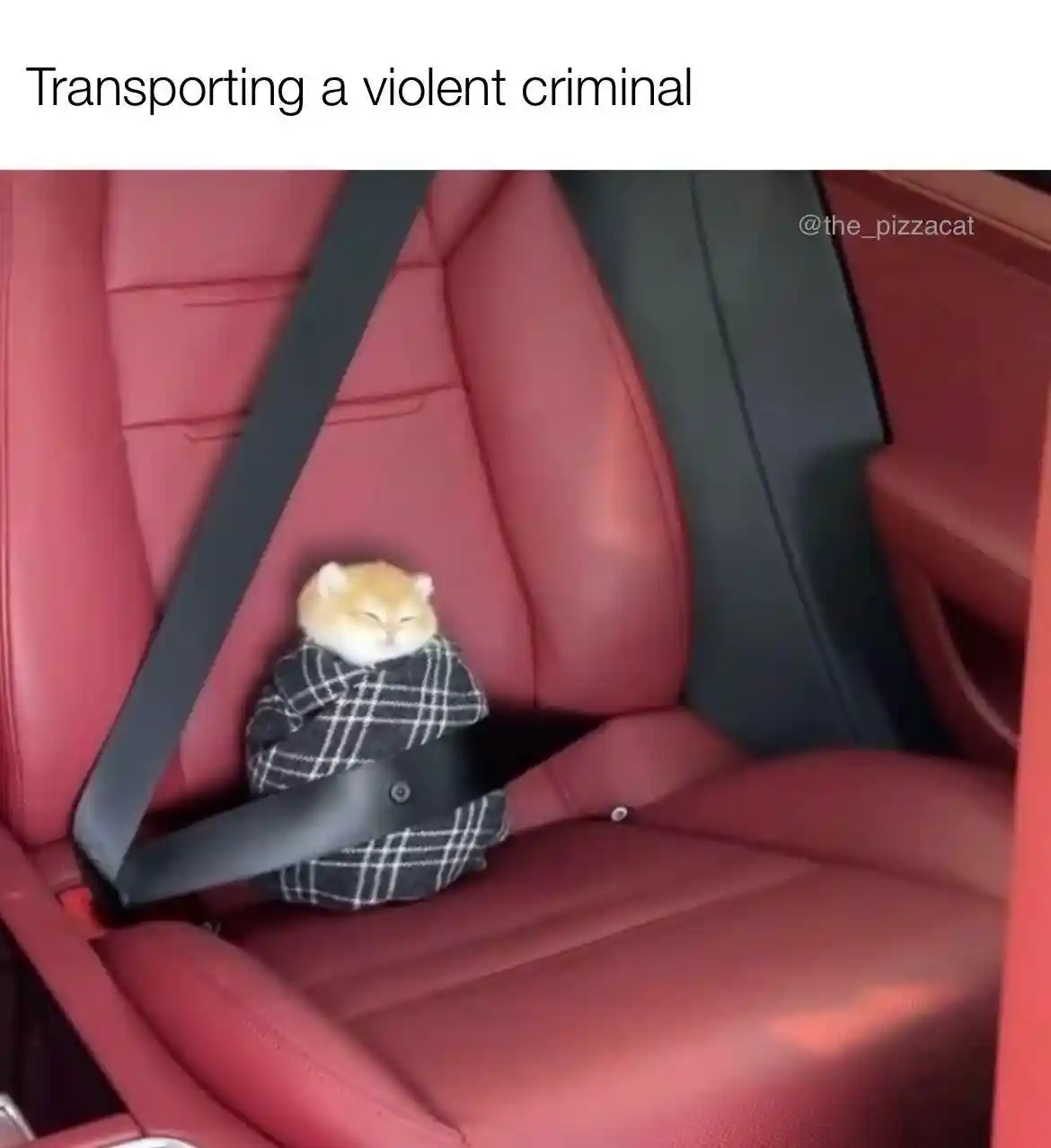 Violent criminal cat meme buckled in car