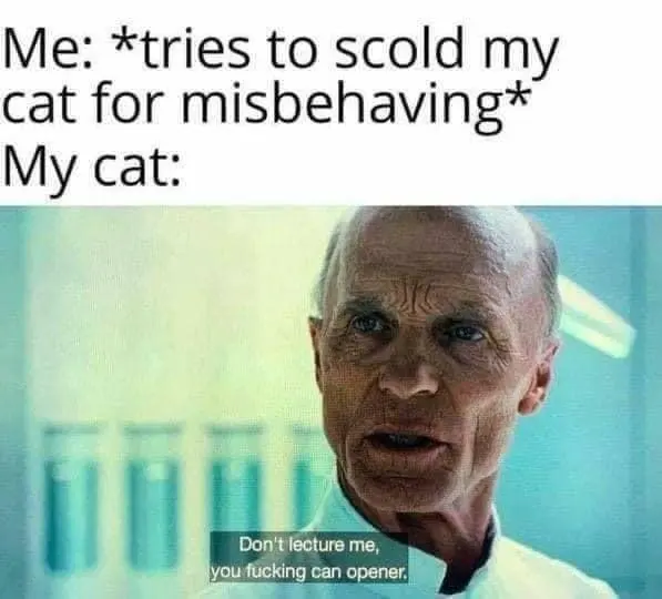 Scold naughty cat meme cat sasses you rudely