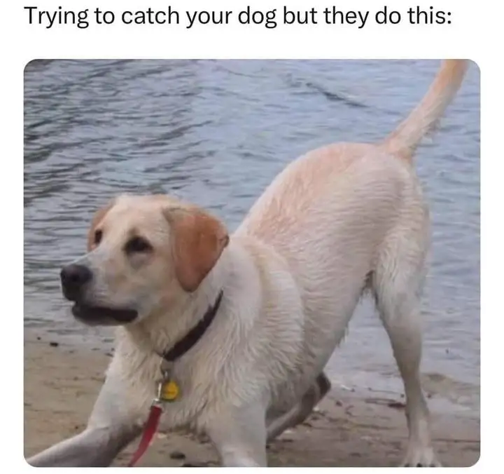 Playful wet dog meme evading catch at shore