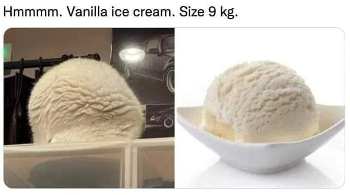 Vanilla ice cream cat lookalike meme side by side