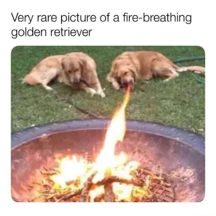 Golden retriever meme spits fire at campfire