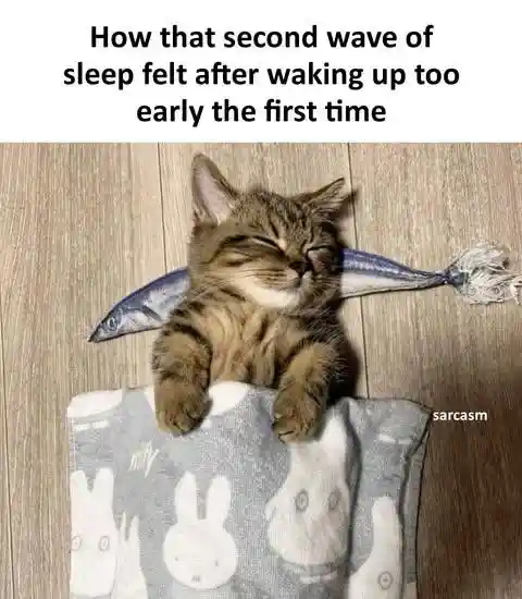 Second wave of sleep meme cozy napping