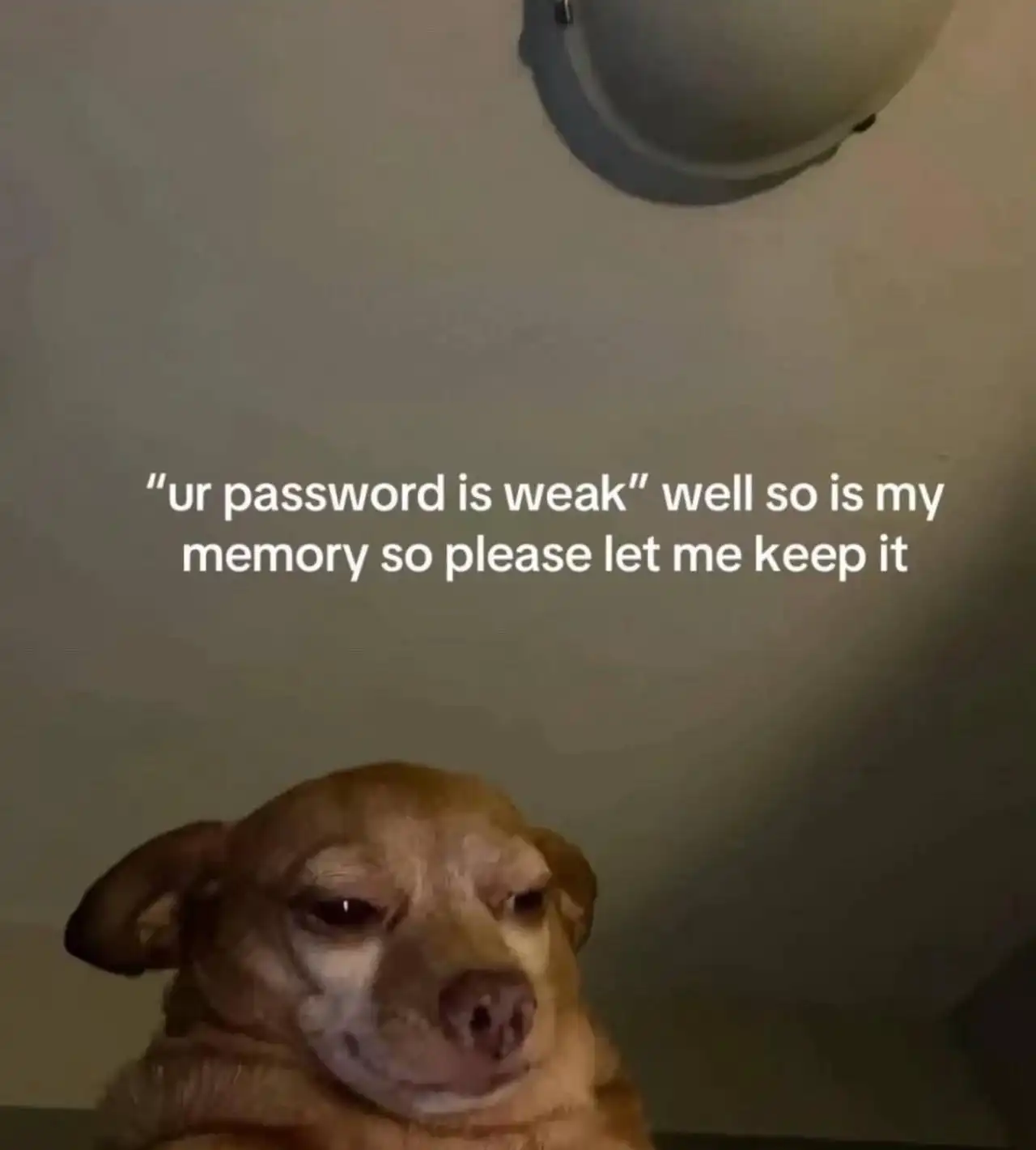 Weak password excuse meme smug tired dog staring blankly