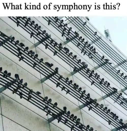 Birds symphony meme perched on lines as notes