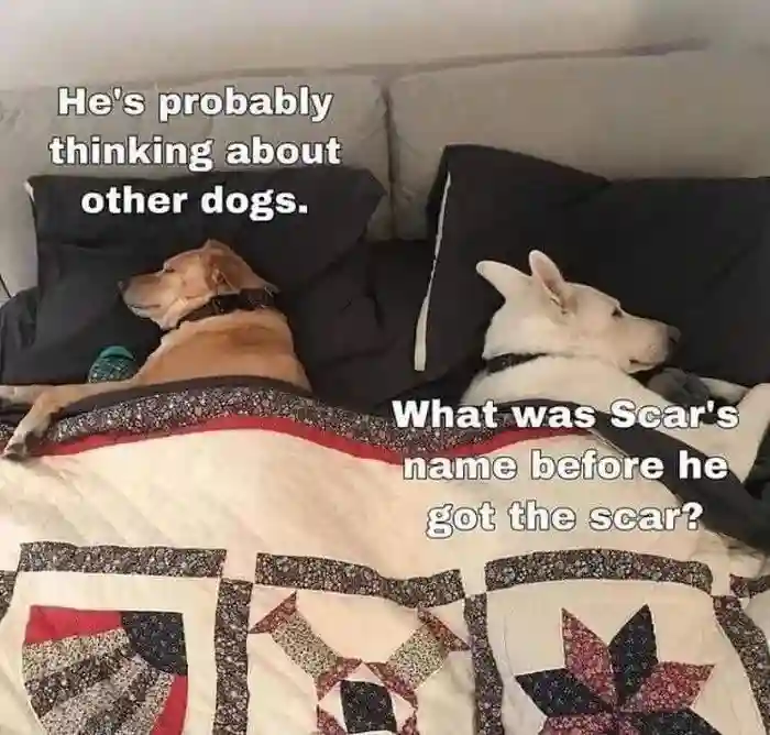 Two dogs in bed meme lost in silly thoughts