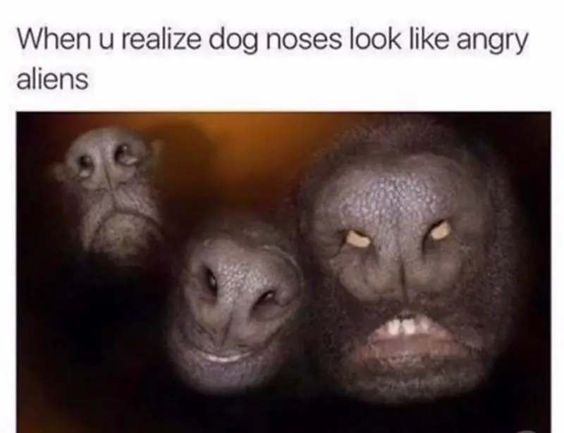 Dog Noses Angry Aliens meme funny faces