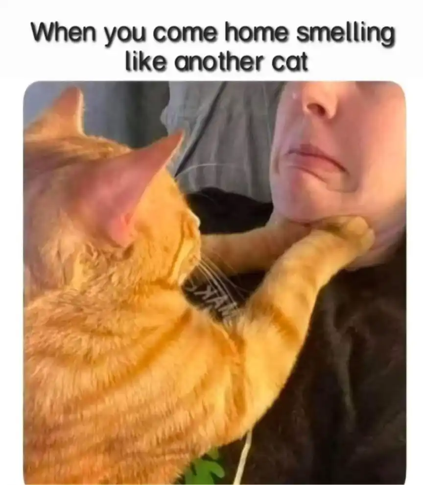 Jealous cat meme choking owner angrily