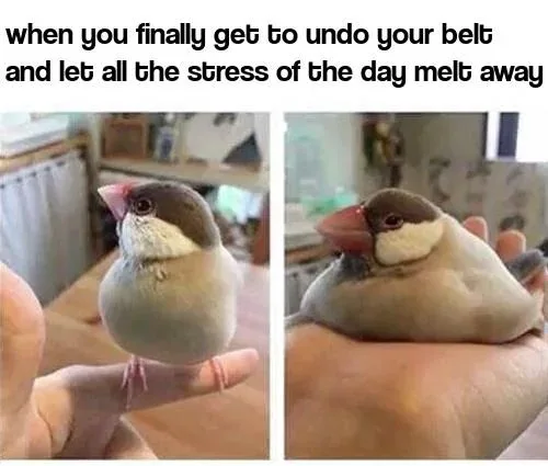 Stress relief bird meme resting in hand after undoing belt