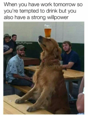Golden dog beer meme showing strong willpower