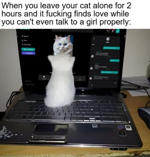 Cat finds love online while owner is single meme