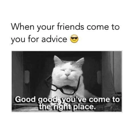 Friends seek advice meme smug cat looks wise