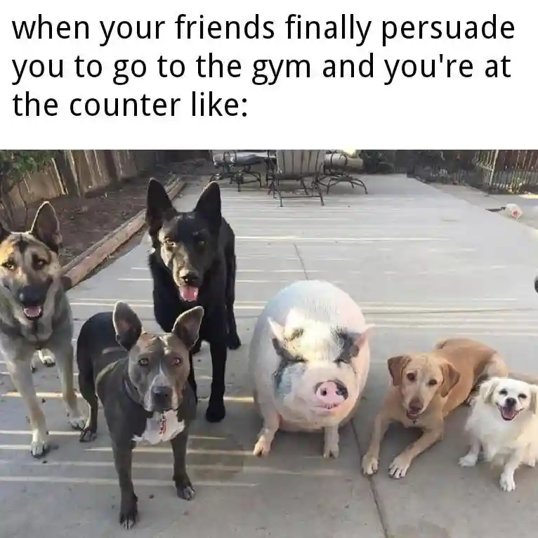 Friends get you to gym meme pig among dogs
