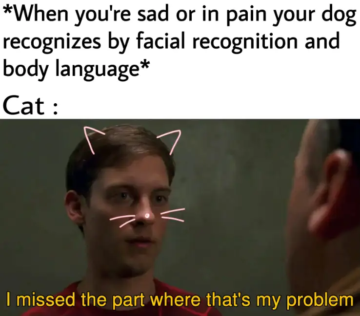 Cat ignores owners sadness meme says that is not my problem