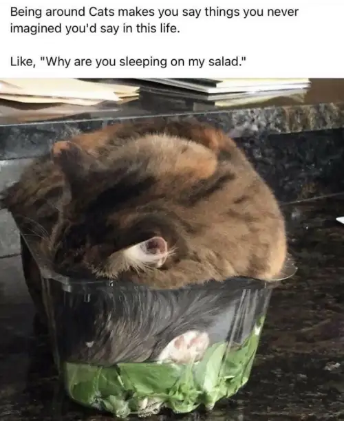 Cat asleep on salad meme funny pet vibe
