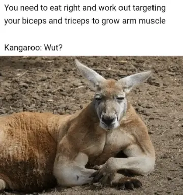 Muscular Kangaroo meme confused at arm workout advice