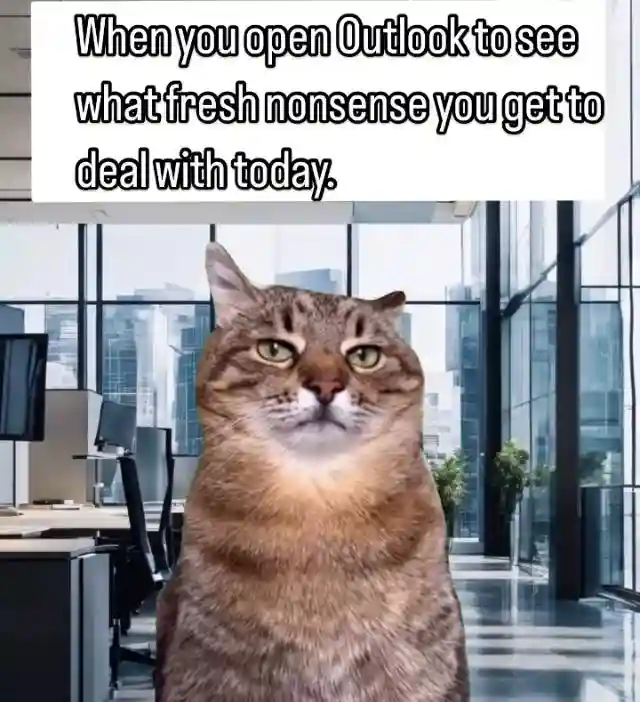 Check outlook nonsense meme unimpressed cat
