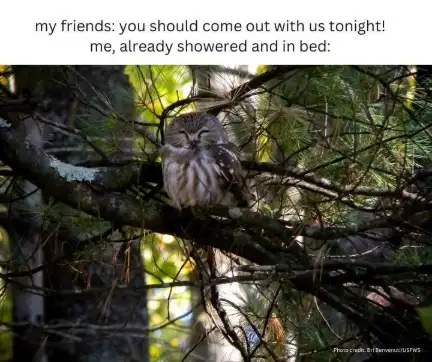 Tired owl meme skipping friends hangout