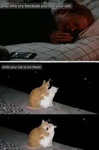 Crying over lost cat meme cat mating outside