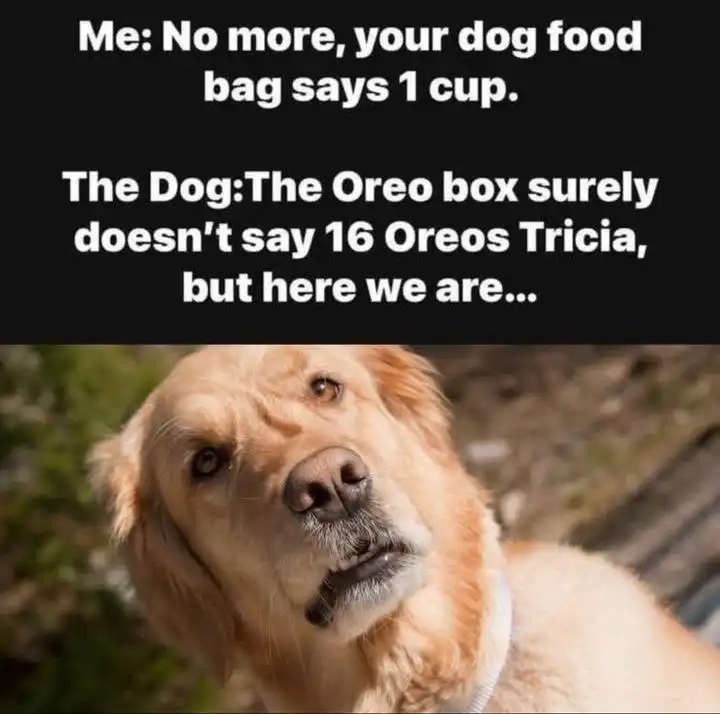 Dog arguing for extra food meme using oreo excuse