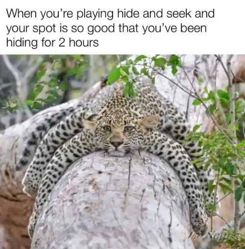 Leopard hide and seek meme hiding for 2 hours