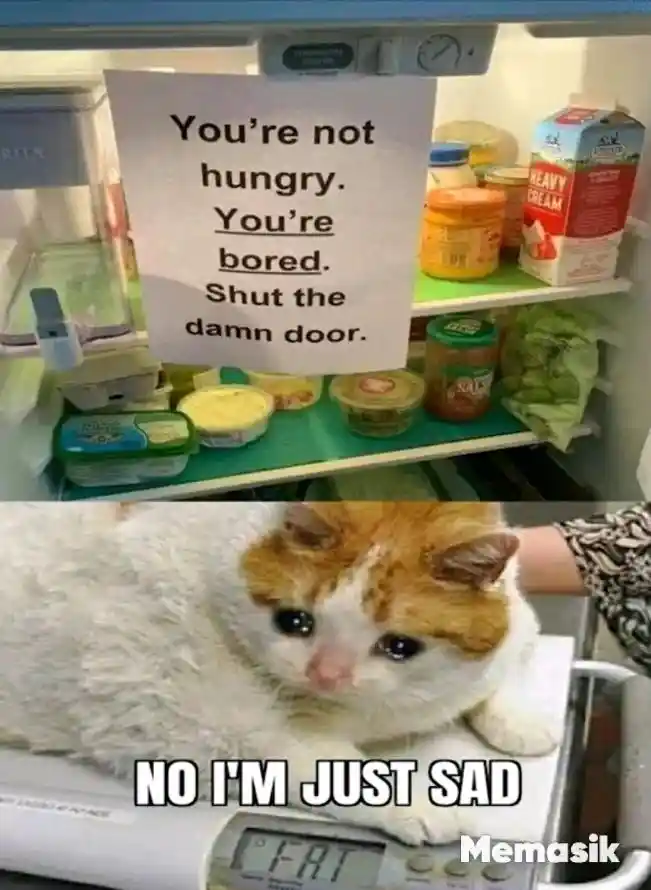 Sad cat fridge note meme saying it is just sad