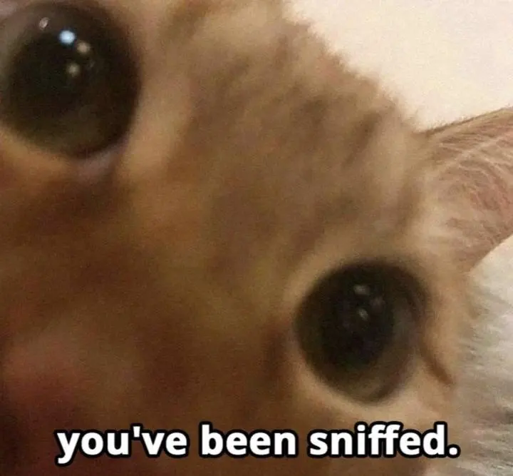 Close up cat meme you have been sniffed