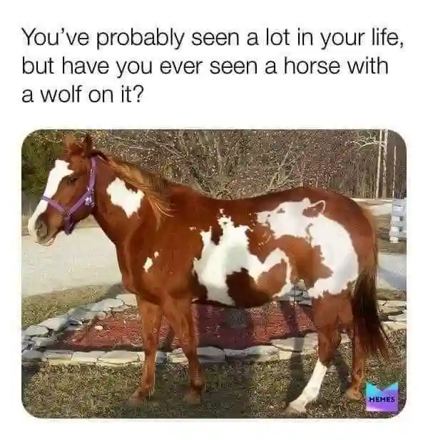 Horse with wolf marking meme funny illusion